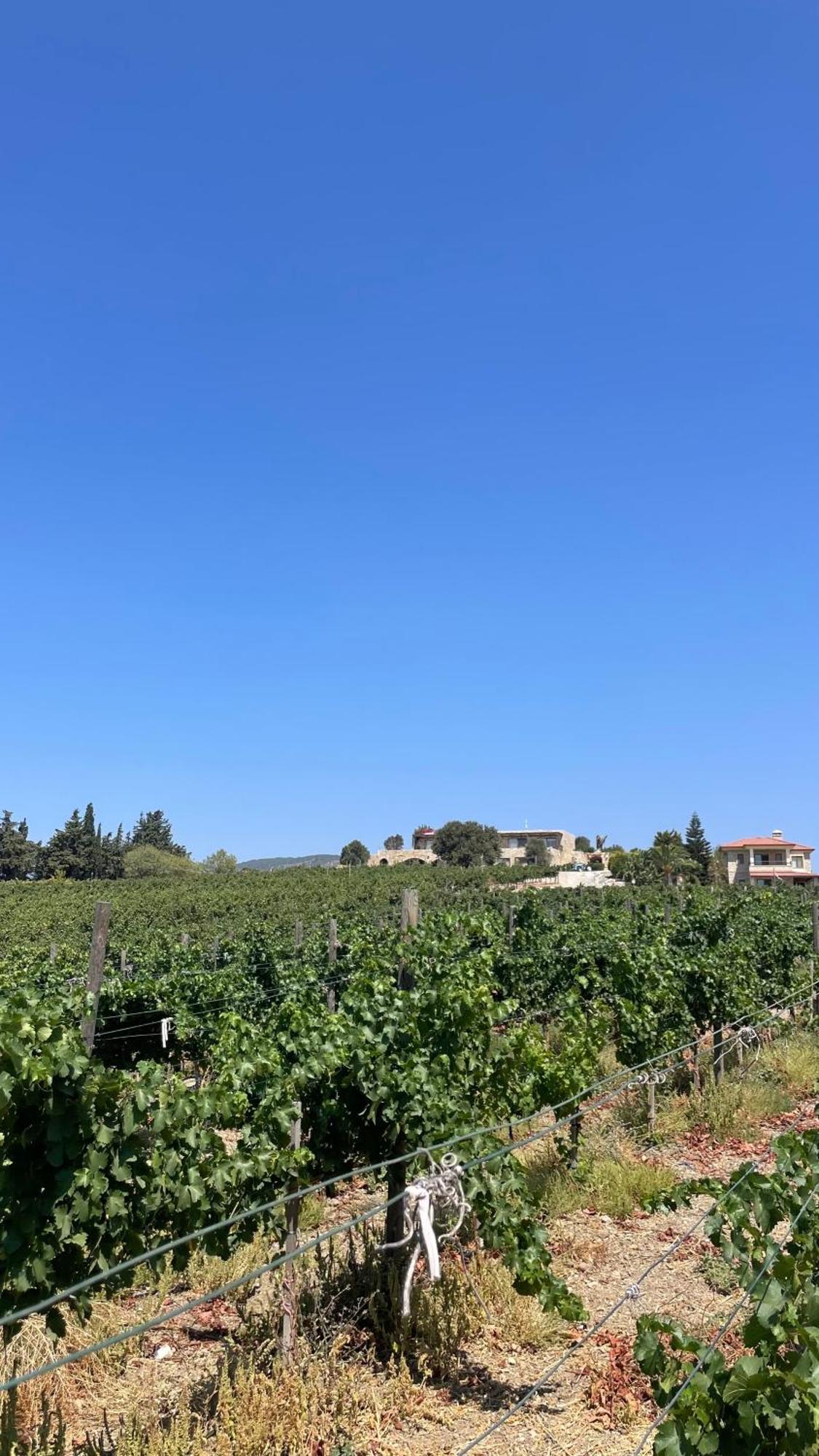 Vineyard Отель типа 