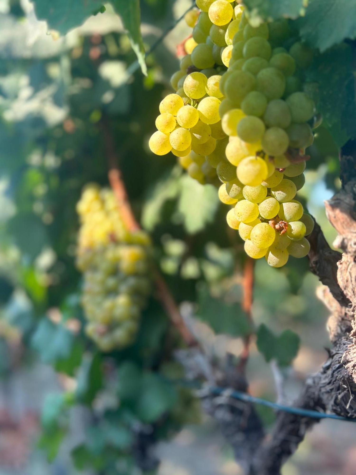 Vineyard Отель типа 